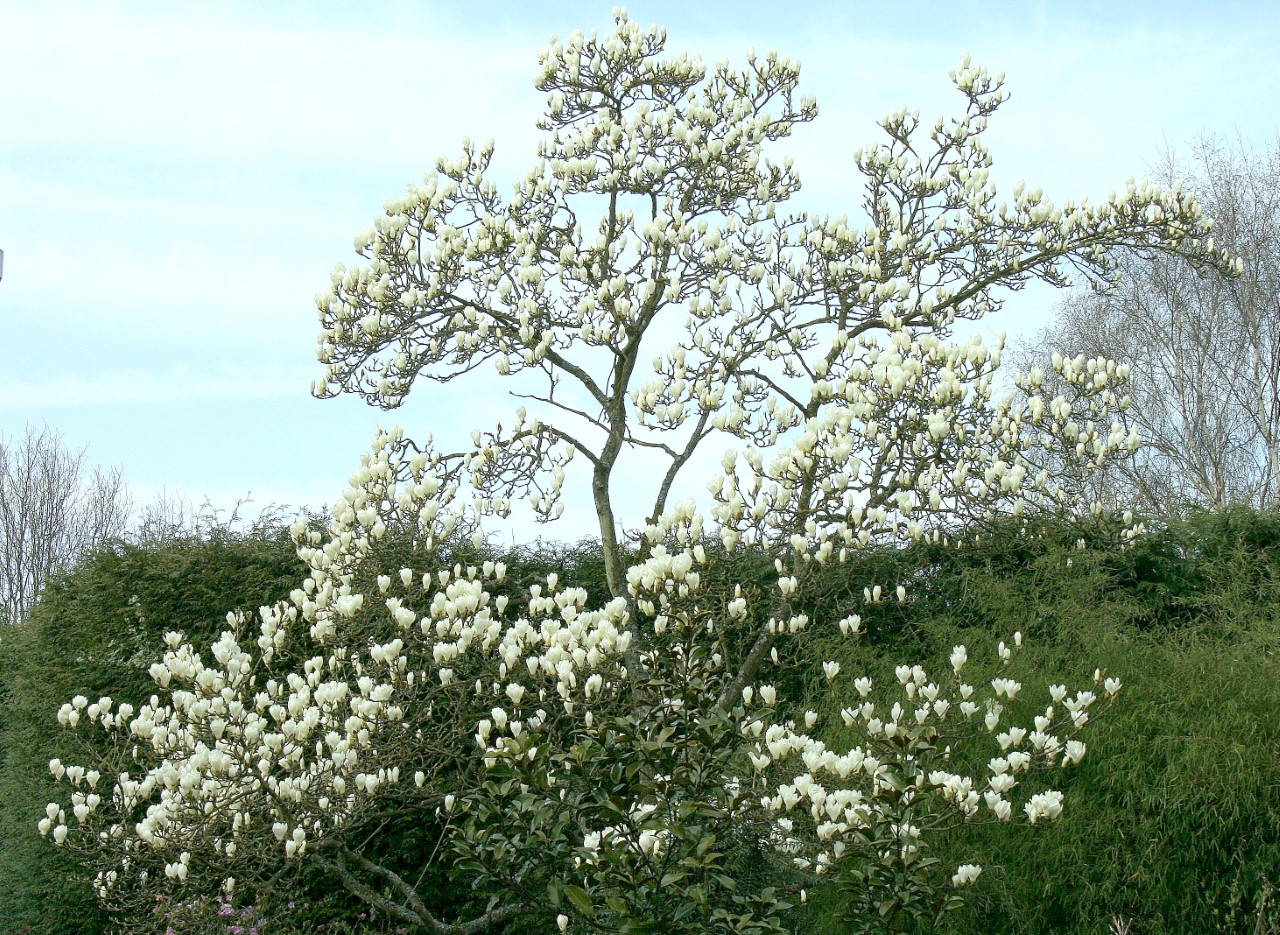 magnolia denudata